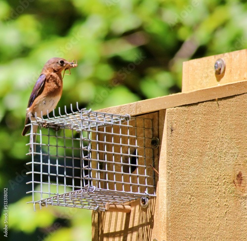 Female eastern blue bird sits atop a noel predator guard on it's nest box with food in its beak for it's young brood inside.  