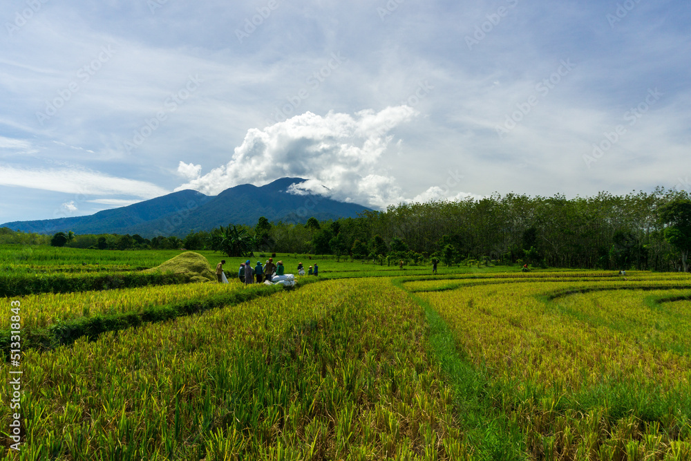 Indonesian farmer group is planting rice in the morning with a view of Indonesian village