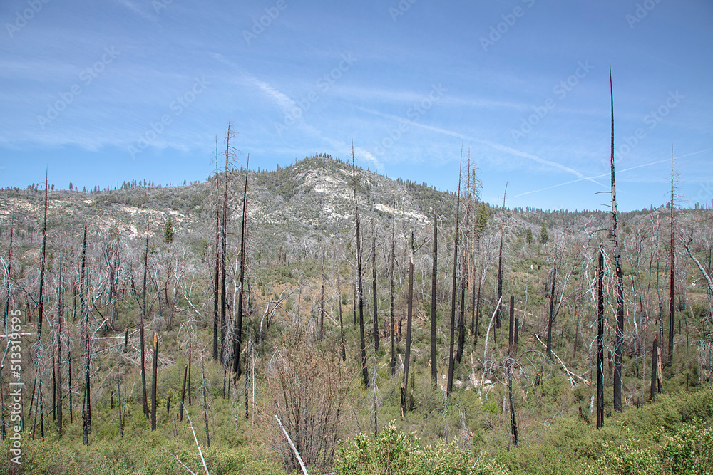 burned trees in Yosemite national park burned trees in Yosemite national park