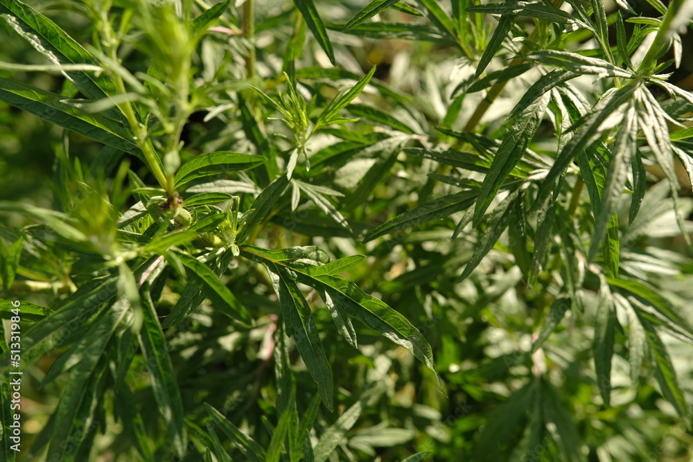 Fototapeta premium Bitter wormwood Artemisia absinthium bush grows in the wild