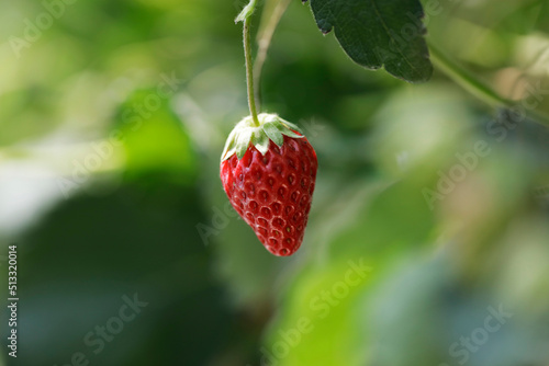 strawberry in the garden