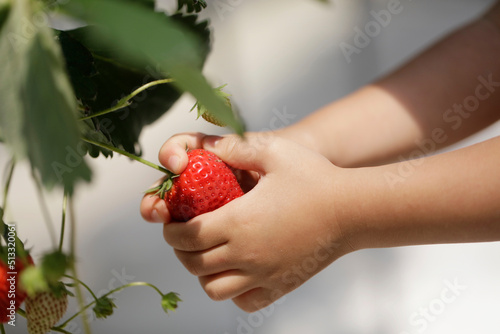 strawberries in hands