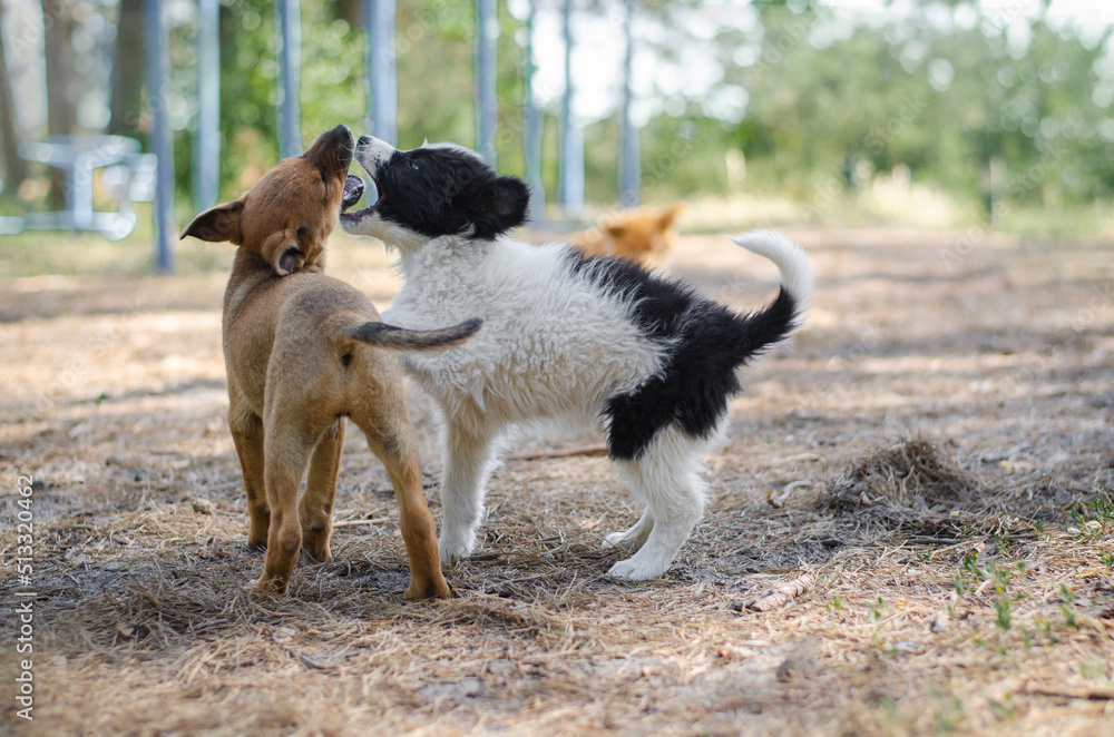 Two black and white and red puppies are playing in the spring or summer forest. Happy dogs in the park