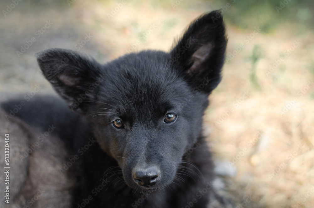 Cute black mix breed puppy in grass. Outbred dog in summer forest