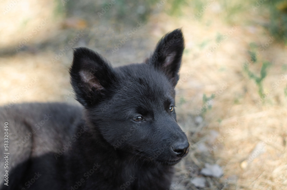 Cute black mix breed puppy in grass. Outbred dog in summer forest