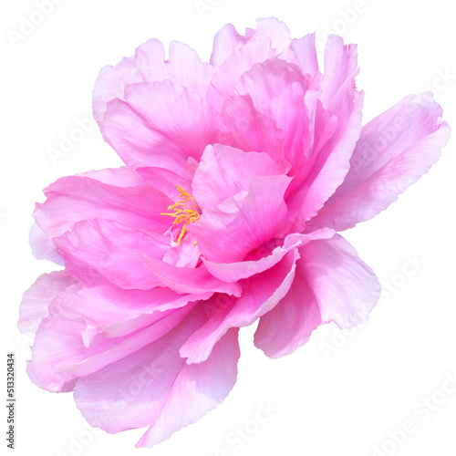 Pink tree peony flower isolated on white background.