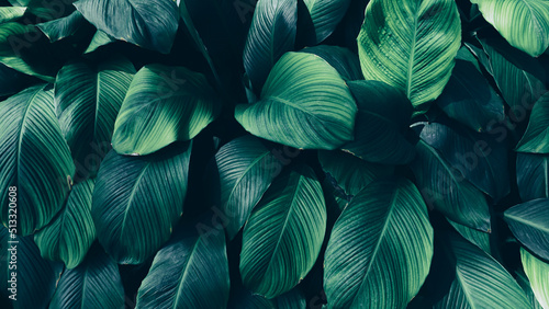 tropical foliage, dark green nature background © pernsanitfoto