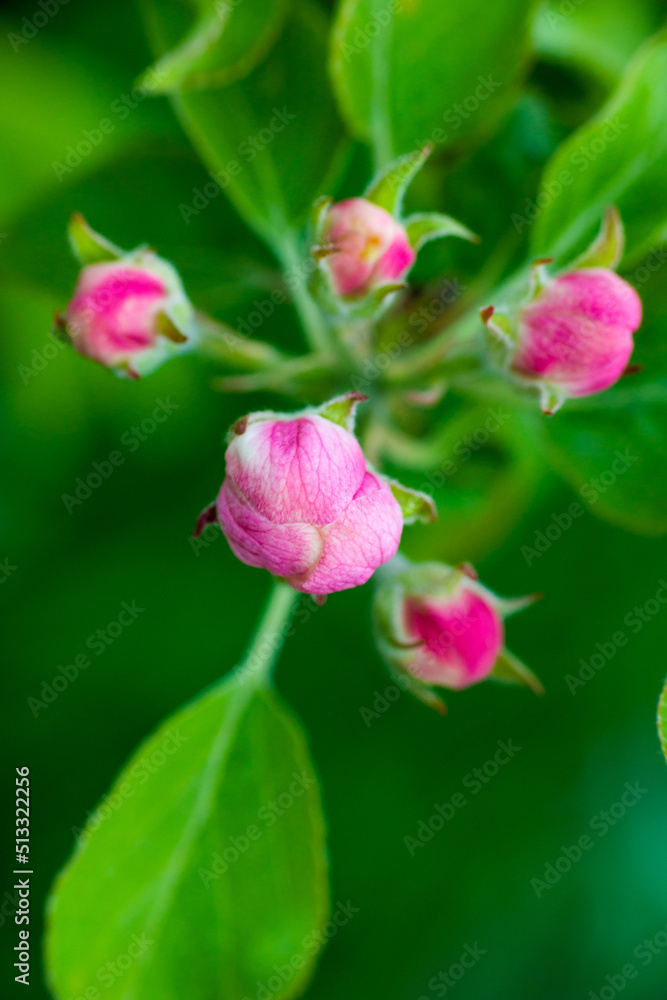 Pink buds of unopened apple tree flowers on a branch on a sunny day against a green foliage background. Spring bloom in a garden or park