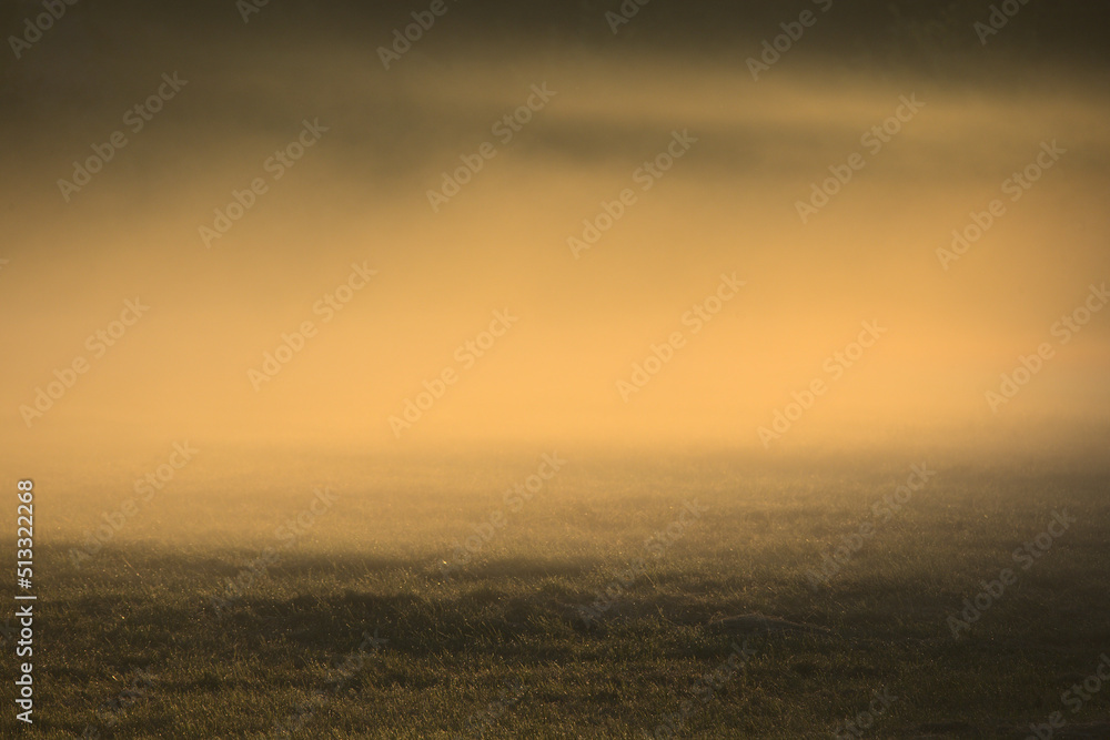 Mgła nad łąką - obrazy, fototapety, plakaty 