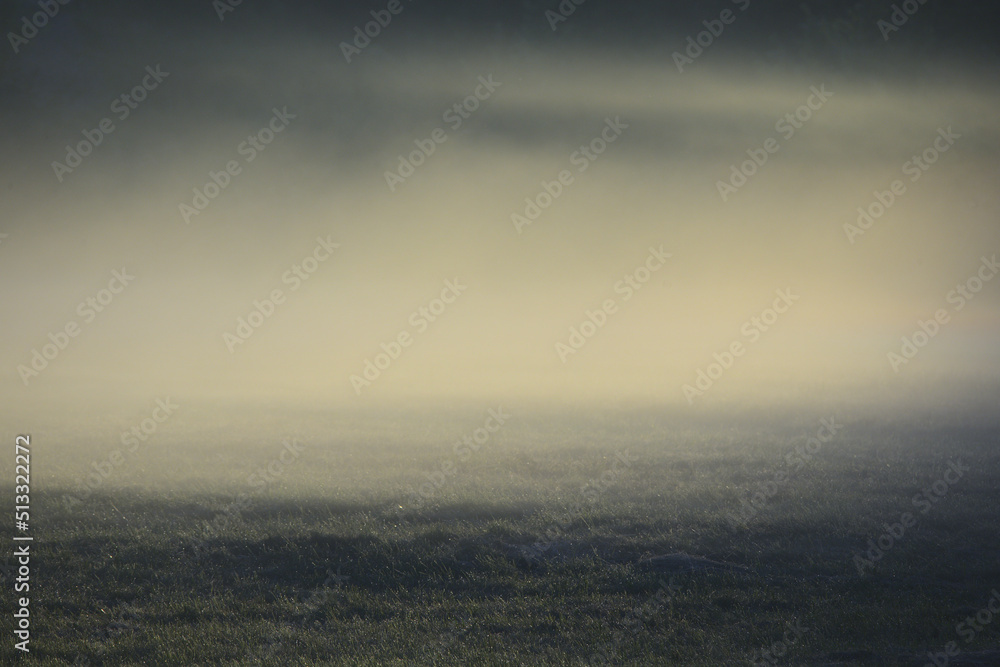 Łąka we mgle - obrazy, fototapety, plakaty 