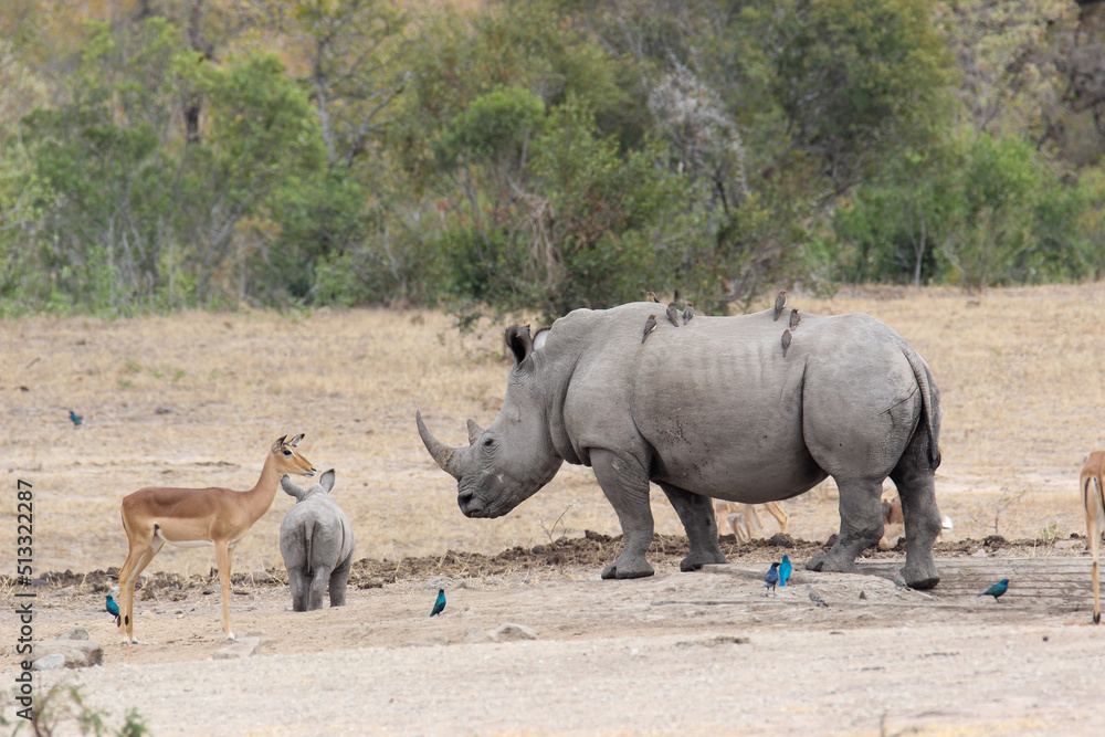 Fototapeta premium White Rhino and calf at the waterhole, Kruger National Park, South Africa