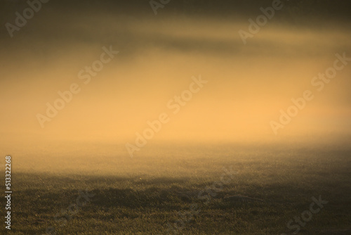 Mgła nad łąką