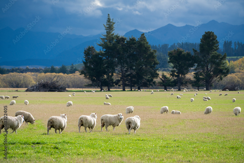Obraz premium A group of sheeps standing in a field, eating grass in a farm in New Zealand