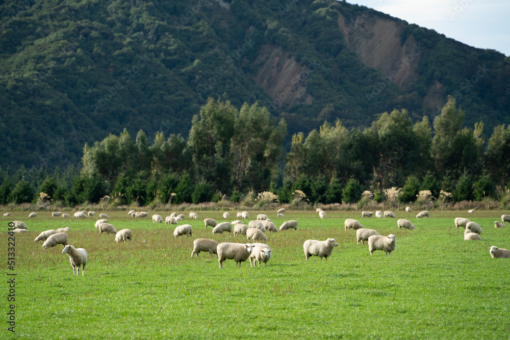 A group of sheeps standing in a field, eating grass in a farm in New Zealand