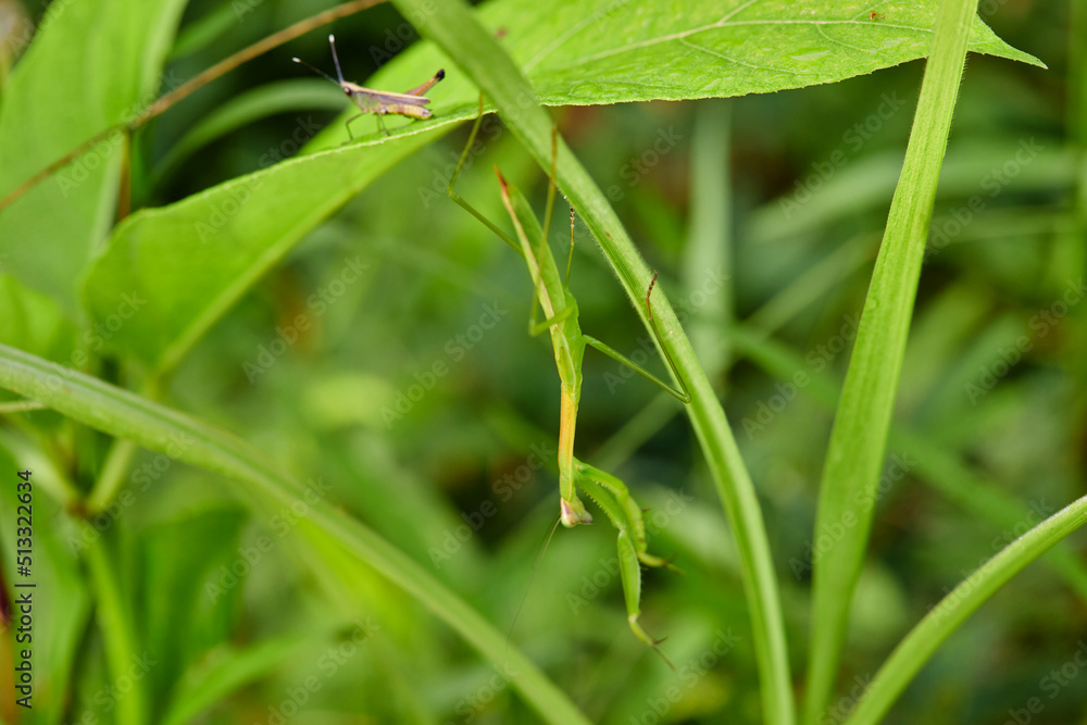 grasshopper and praying mantis on green leaves grasshopper and praying mantis on green leaves