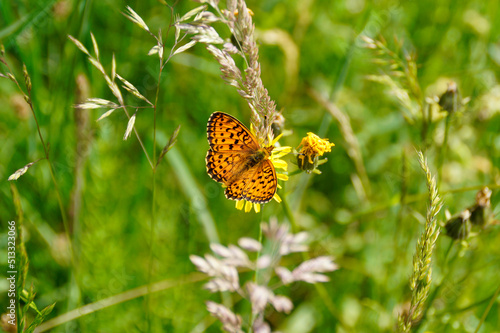 Fototapeta Naklejka Na Ścianę i Meble -  Orange butterfly with black spots called 	silver-washed fritillary butterfly on the green alpine meadow on a sunny hot summer day in Allgaeu, Bavaria (Kaisermantel schmetterling)
