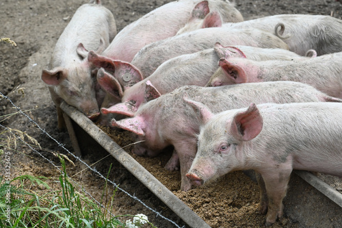 visite ferme fermier animaux plein air porc cochon secheresse Wallonie Belgique Ardenne © JeanLuc