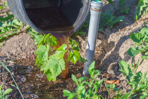 Wallpaper Mural Spraying with organic fertilizers from a bucket of young grape seedlings Torontodigital.ca
