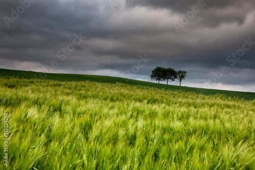 green wheat field and cloudy sky