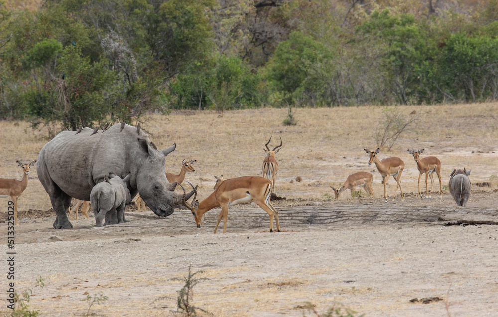 White Rhino and calf at the waterhole, Kruger National Park, South Africa White Rhino and calf at the waterhole, Kruger National Park, South Africa