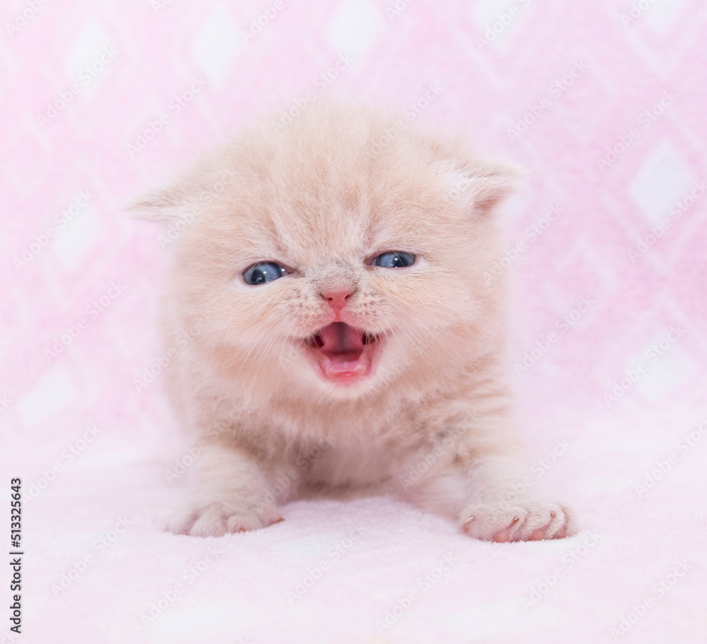 little persian baby cat kitten studio portrait on isolated background little persian baby cat kitten studio portrait on isolated background