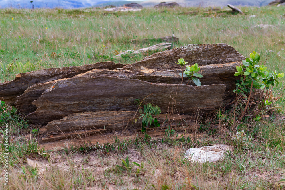 Vegetation and native landscapes in Serra da Canastra in Minas Gerais Vegetation and native landscapes in Serra da Canastra in Minas Gerais