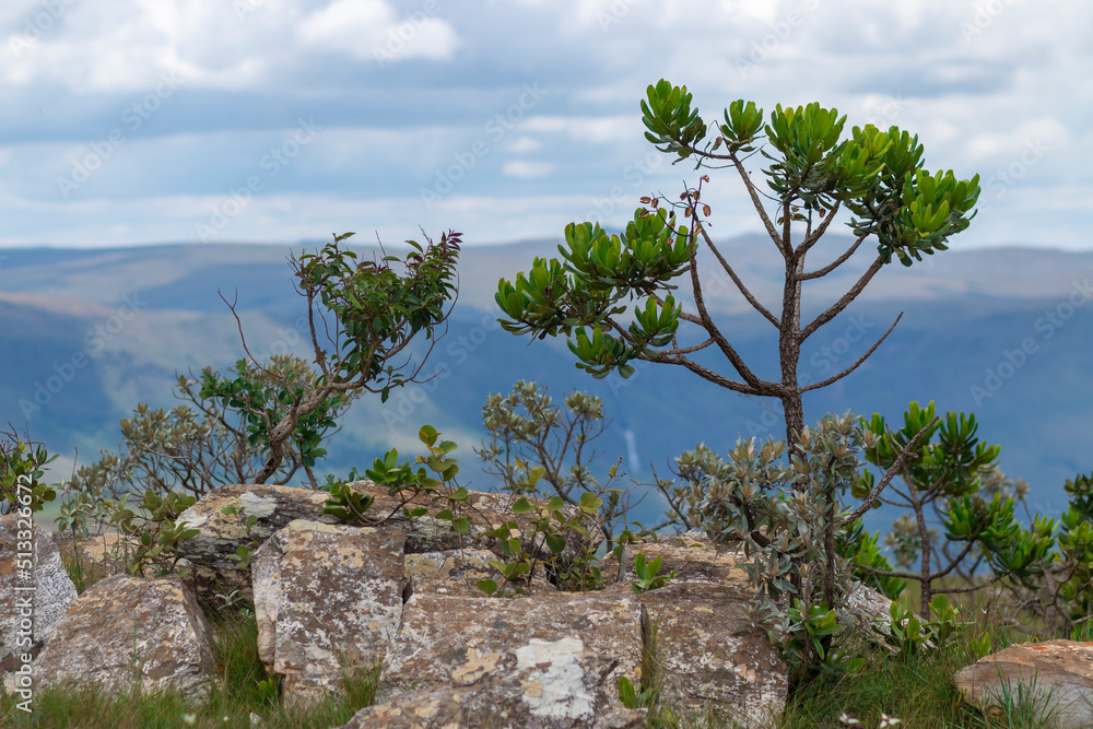 Vegetation and native landscapes in Serra da Canastra in Minas Gerais Vegetation and native landscapes in Serra da Canastra in Minas Gerais