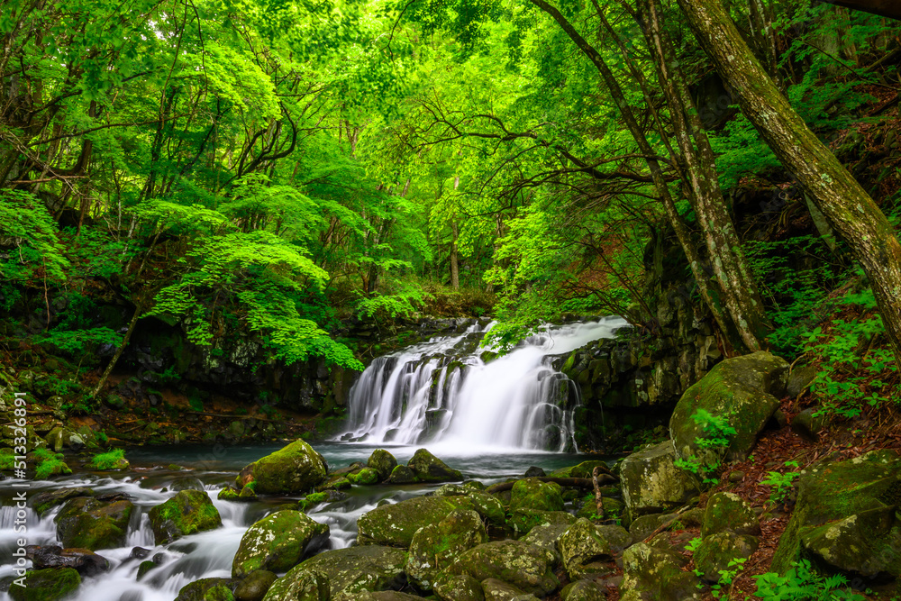 Fototapeta premium 新緑の蓼科大滝