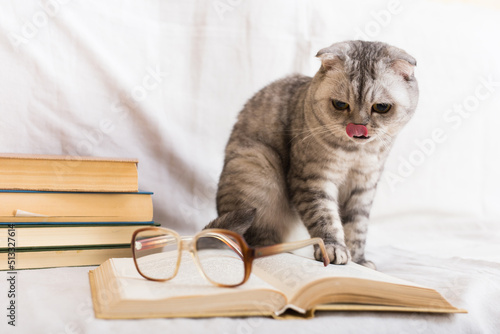 Funny cat licking nose with tongue near books and eyeglasses