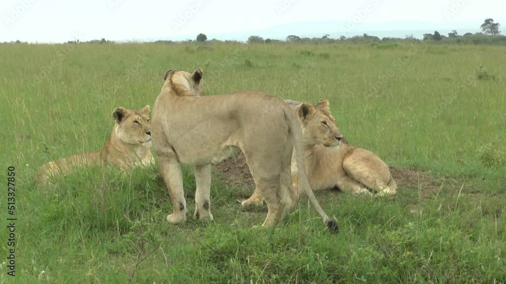 lioness yawns beside her two sisters in green grass lioness yawns beside her two sisters in green grass