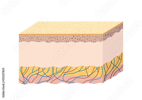 Anatomy of the structure of human skin. Scientific guide