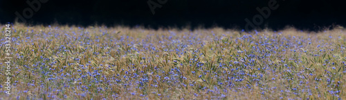 field with cornflowers panoramic picture