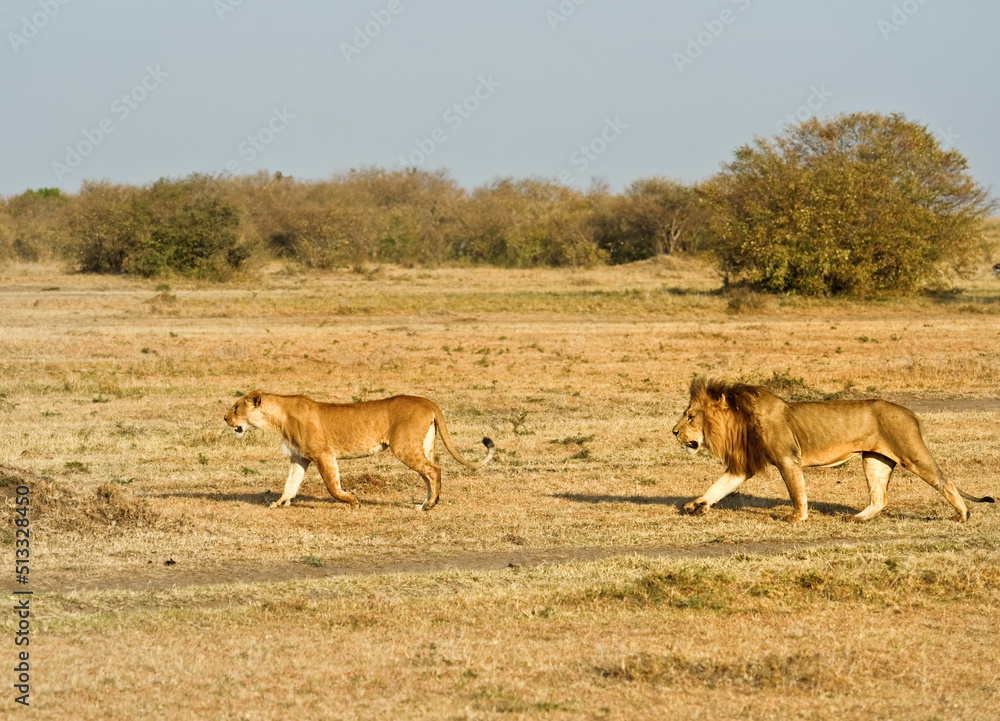 An African male lion and a female. Lions are carnivorous mammals that hunt wildlife in the African savannah.
An African male lion and a female. Lions are carnivorous mammals that hunt wildlife in the African savannah.
