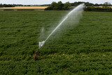 A high pressure water sprayer irrigation system in a potato field