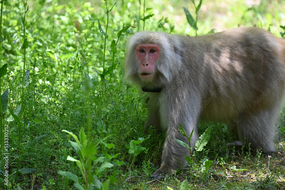 Obraz premium 国営アルプスあづみの公園で目線が合った猿
