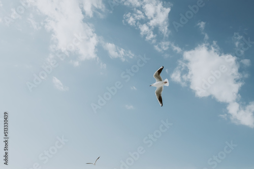 seagulls in flight