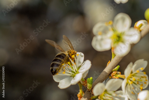 bee on a flower macro, a bee collects nectar on an apricot flower