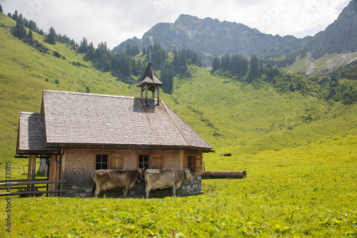 Scenery of the european alpes with cows and a little church in a meadow 1441 m high with mointains in the background photo