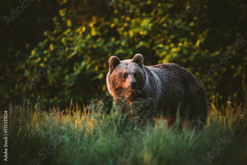 Fototapeta Naklejka Na Ścianę i Meble -  Brown bear (ursus actros) lit by the setting sun in a meadow. Bieszczady Mountains. Poland