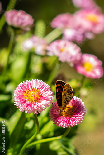 Butterfly on pink flower