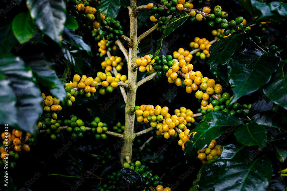 Coffee beans arabica on tree in North of thailand. Coffee beans arabica on tree in North of thailand.