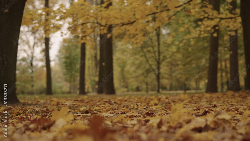 autumn background with fallen leaves in a park autumn background with fallen leaves in a park