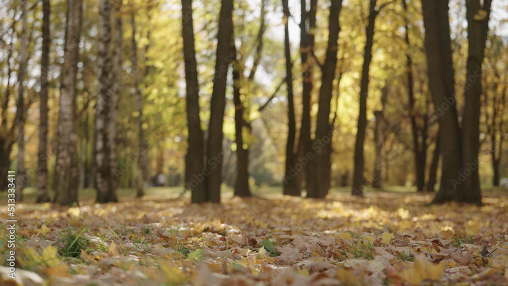 autumn background with fallen leaves in a park autumn background with fallen leaves in a park