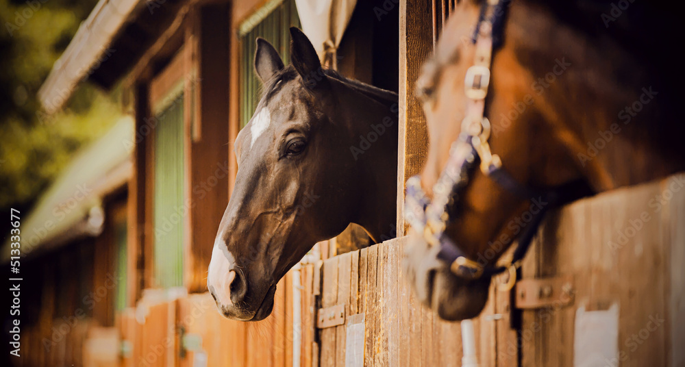 Fototapeta premium Portrait of a beautiful horse standing in a wooden stall in the stable on a summer day. Stables and livestock. Farm.