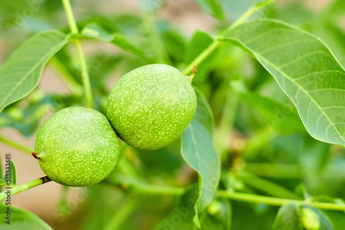 Wallpaper Mural Walnuts ripen on a tree branch Torontodigital.ca