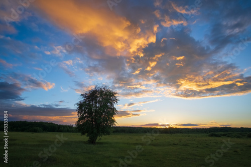 Fototapeta Naklejka Na Ścianę i Meble -  sunset and tree on the field