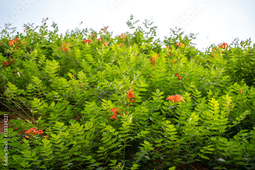 Thick calyx Lingxiao green leaves red flowers on the wall blue sky and white clouds photo