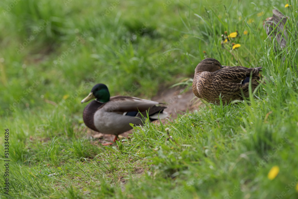 Couple of ducks resting on a pond border in grass Couple of ducks resting on a pond border in grass