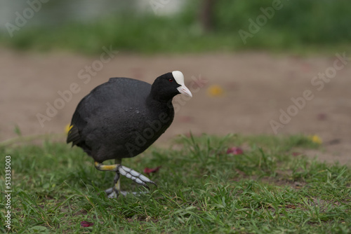 Coot bird walking on a ground with copy space