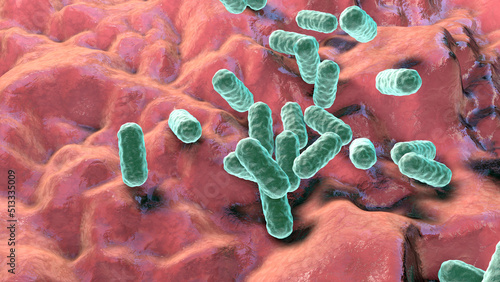 Enterobacter bacteria, gram-negative rod-shaped bacteria, part of normal microbiome of intestine photo